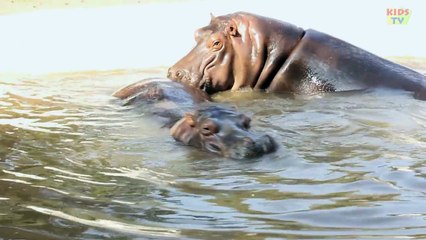 Animal World - Hippopotamus - English For Kids
