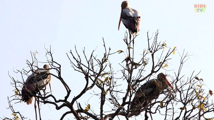 Animal World - White Stork - English For Kids