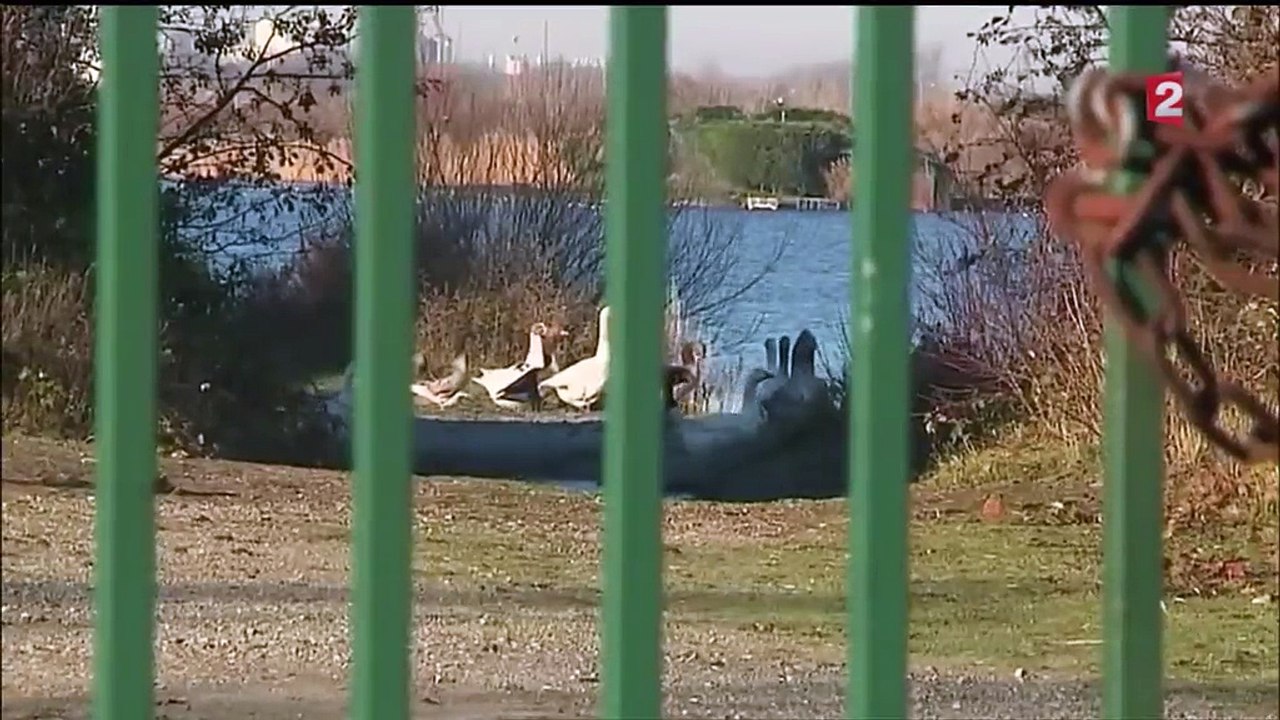 Grippe aviaire : un cas confirmé chez un canard sauvage dans le Pas-de-Calais