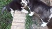 Deux chiots huskys s'aident à monter un muret