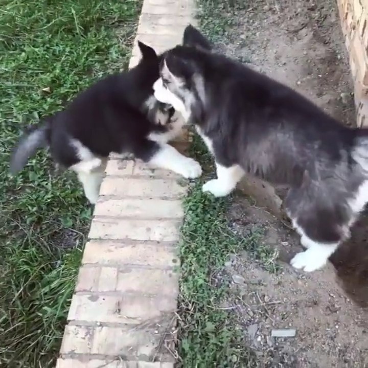 Deux chiots huskys s'aident à monter un muret