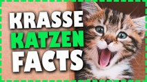 WARUM KATZEN SO COOL SIND| PIMP MY MIND