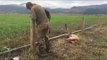 Hunters Rescue Entangled Elk Calf