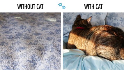 Without Cat Vs. With Cat