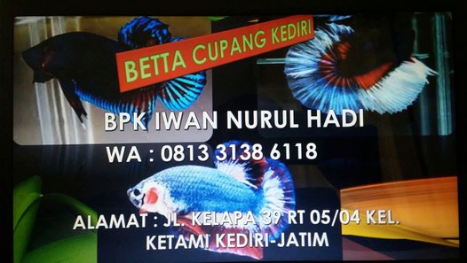 Cupang Crowntail WA 0813 3138 6118 ikan cupang  dragon ikan cupang  cirebon 