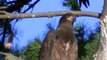 MUST SEE Bald Eagle Nesting & Young - American Bald Eagle