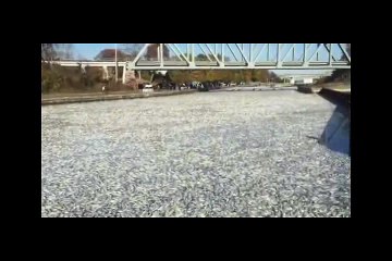 morte-de-peixes-em-canal_xvid