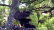 MUST SEE Bald Eagle Feeding Nesting Young Eaglets !