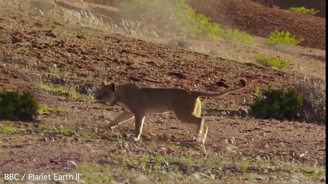 Une lionne essaie d'arrêter une girafe