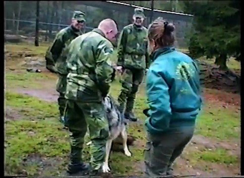 Une femme montre à un loup qui est le chef
