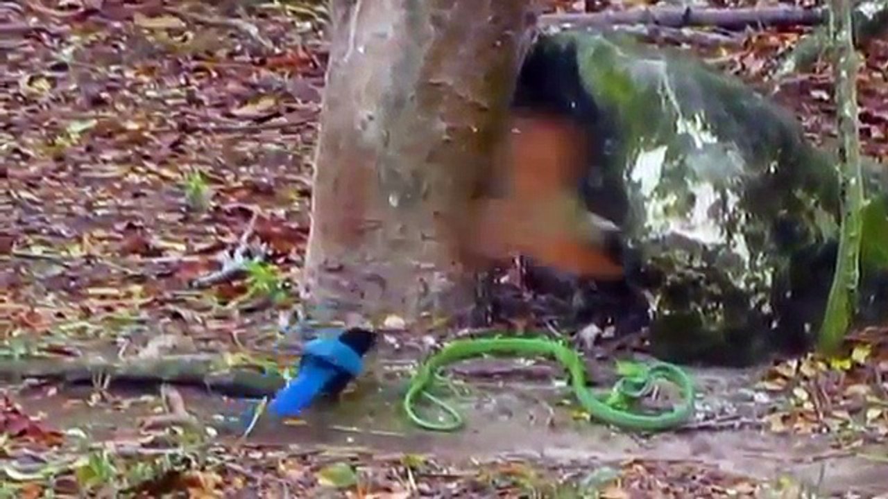 Most Amazing Wild Animal Attacks - Crocodile vs Wildebeest - Snake vs Bird - Rhino vs Rhino - YouTube