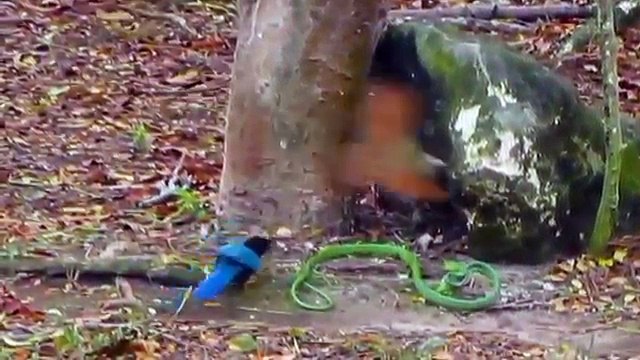 Most Amazing Wild Animal Attacks - Crocodile vs Wildebeest - Snake vs Bird - Rhino vs Rhino - YouTube