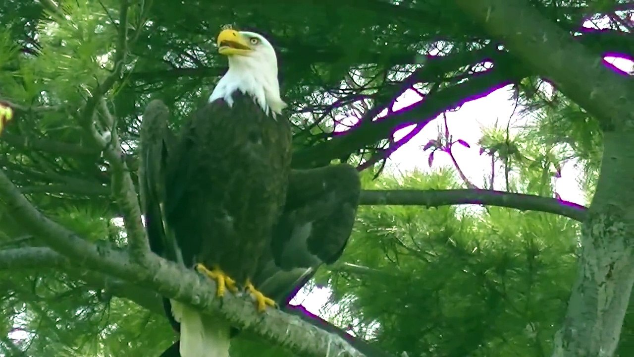 Bald Eagle Nesting & Young !