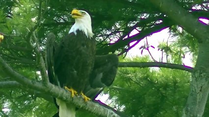 Bald Eagle Nesting & Young !