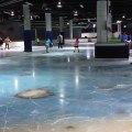 Une patinoire sur des poissons morts ferme après l'indignation des visiteurs