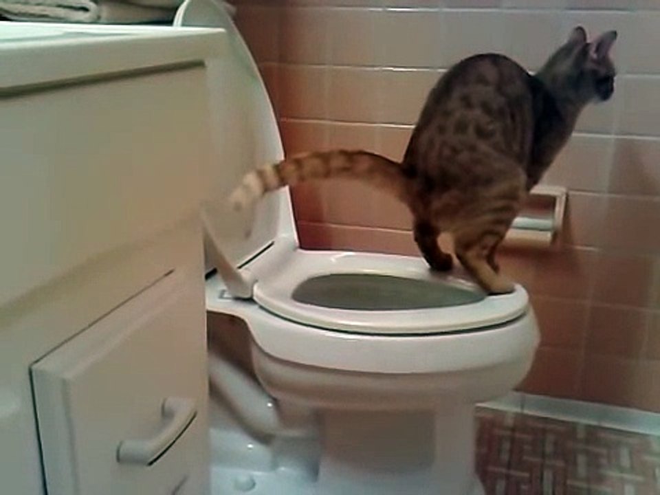 Cat Pooping In Toilet Funny Cat Videos Funny Animals YouTube Video