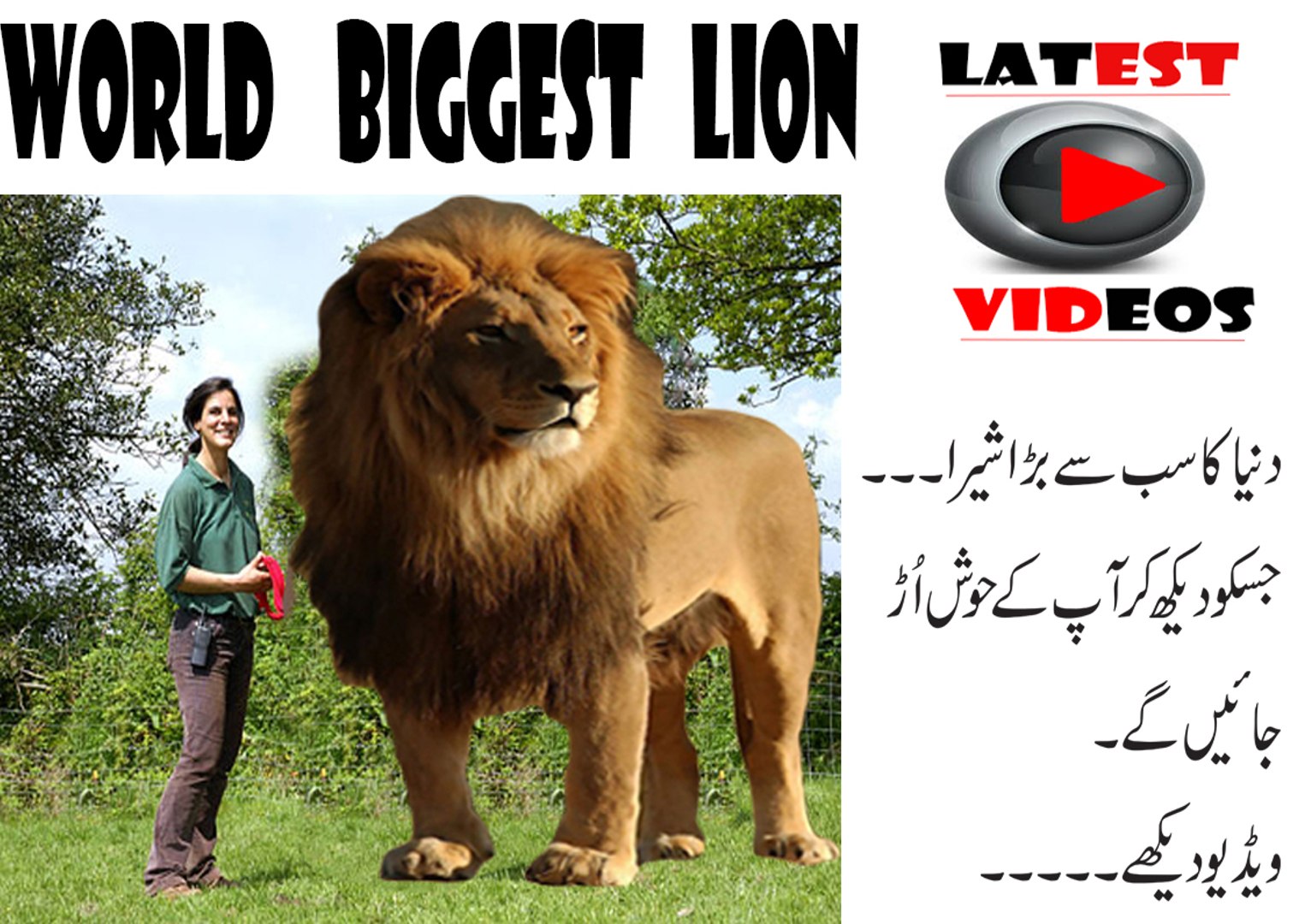 Worlds Largest Lion Ever Recorded