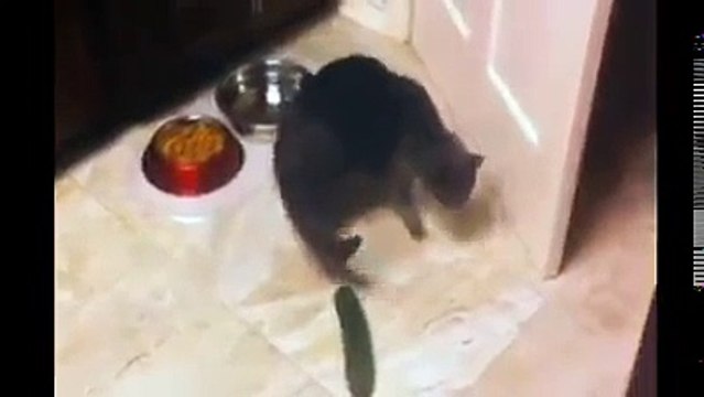 Tous les Chats ont peur des concombres