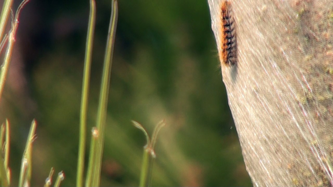 Chenille processionnaire du pin filmée avec un gos zoom