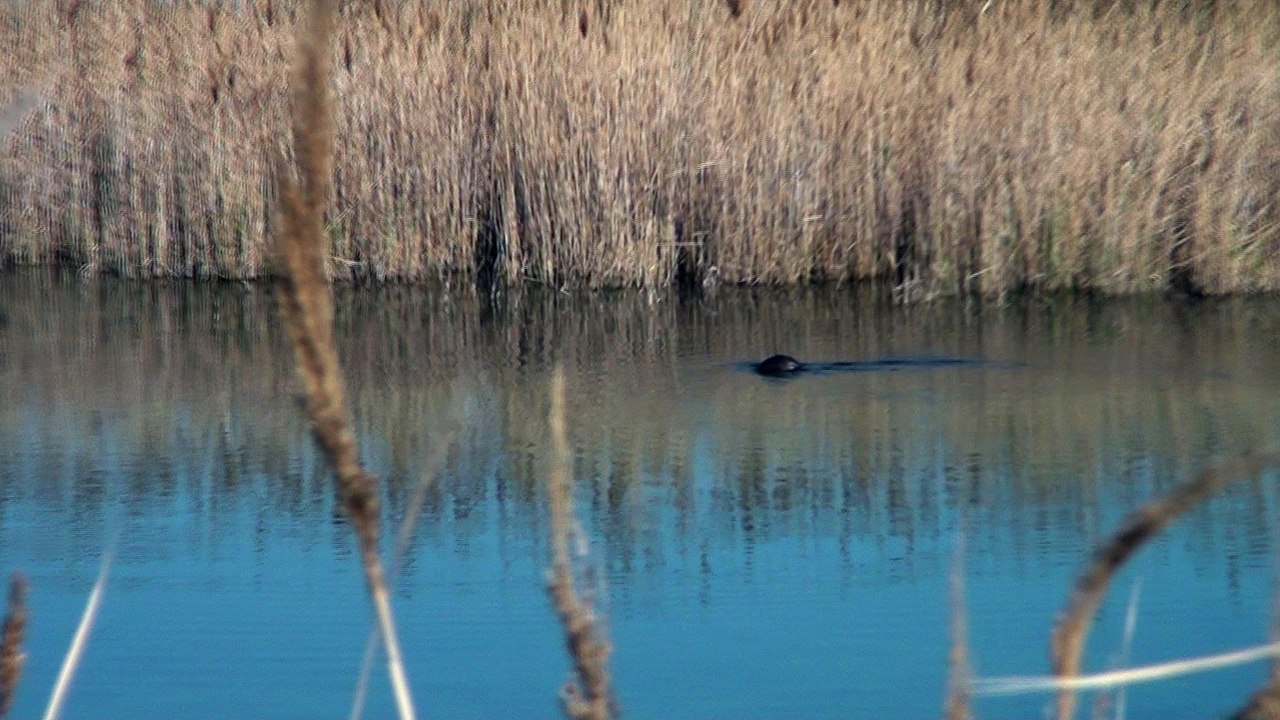Un ragondin :) Myocastor coypus