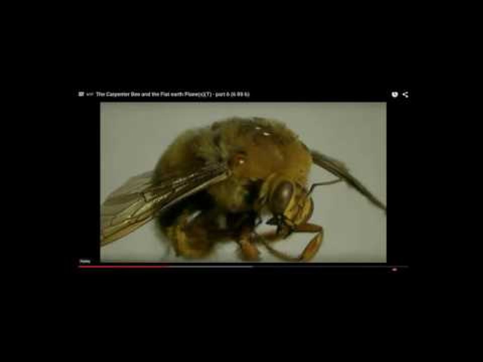 Random Thoughts / Flat Earth and Moon/sun/star/war hoax Projection monologue's