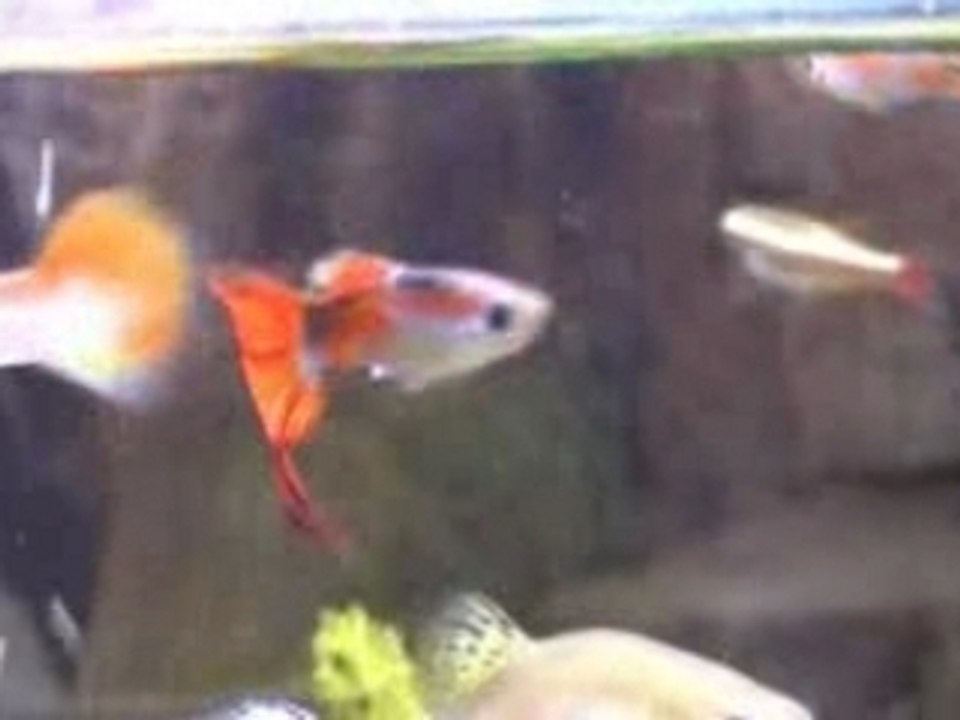 l'aquarium de Brunette la Crevette-Balayette!