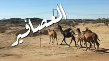 النوق العصافير