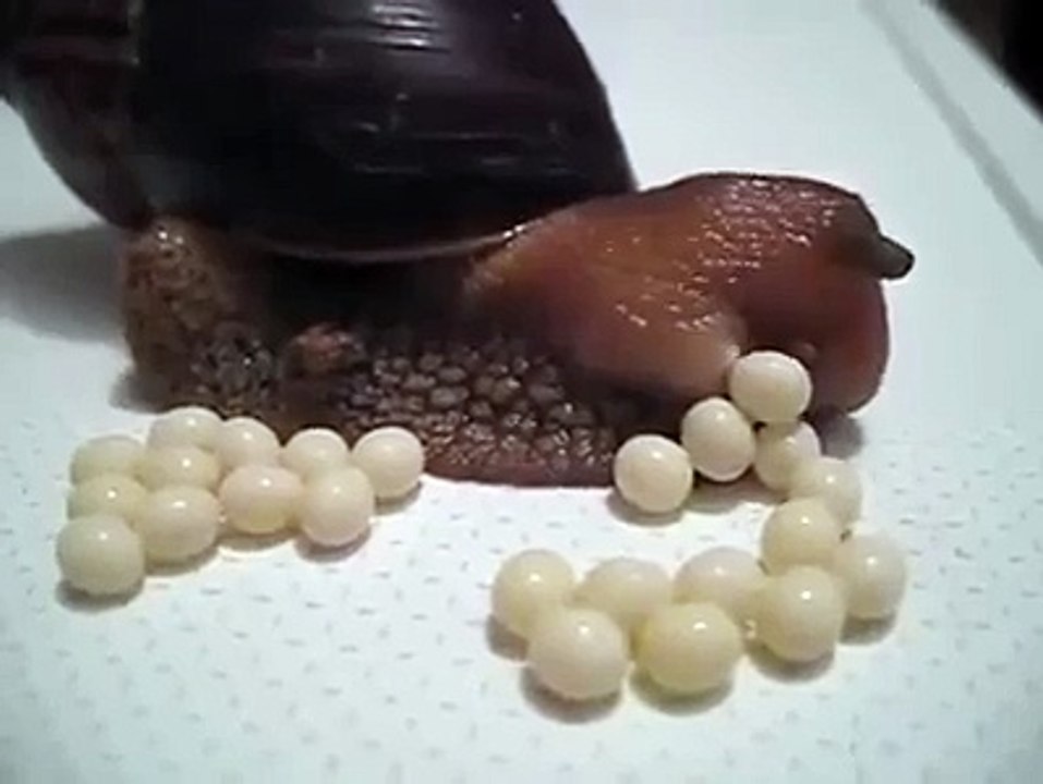 caracol
