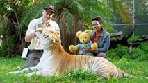 Big Teds Big Adventure Tigers