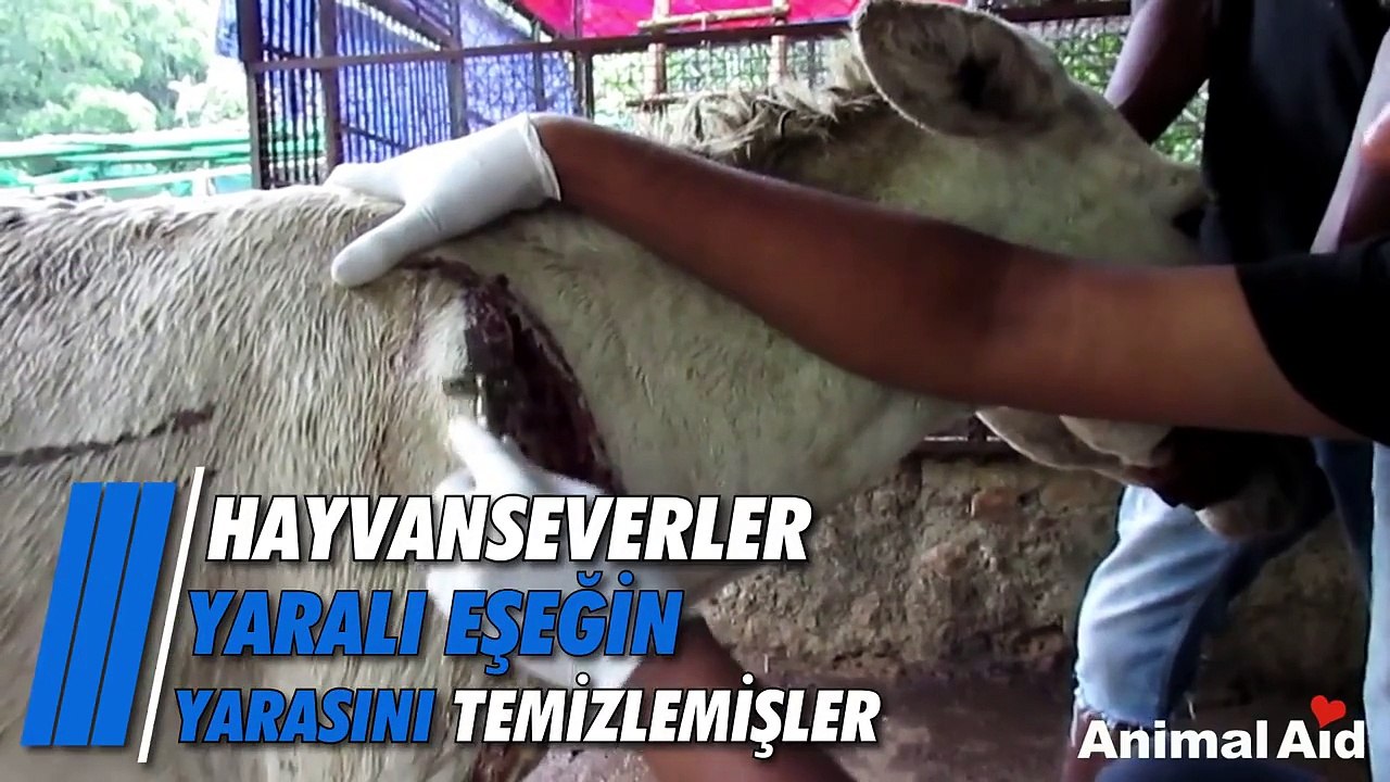 Araba Çarpması Sonucu Yaralanan Eşeği İyileştiren Koca Kalpli İnsanlar
