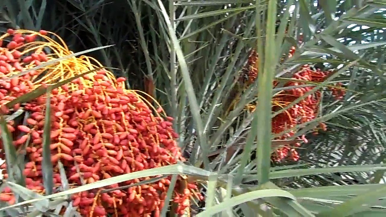 Un palmier et des dattes. نخلة  وعراجين تمر