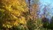 STUNNING Wildlife Nature Autumn Colors Minnesota !