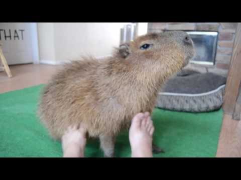 Relaxed Capybara Enjoys an Unusual Foot Massage