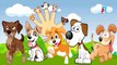 CARTOON PUPPIES Finger Family Cartoon Animation Nursery Rhymes For Children