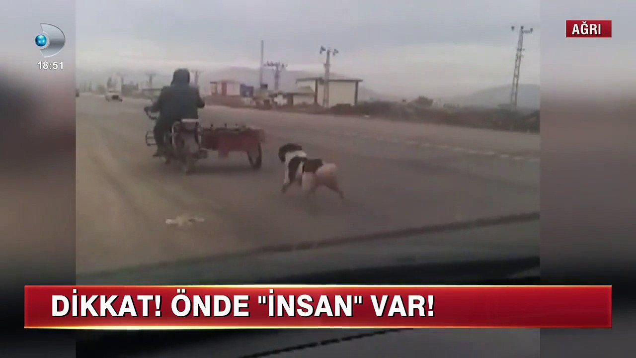 Köpeği Motorun Arkasına Bağlayıp Sürükleyerek Eziyet Eden Zalim İnsan