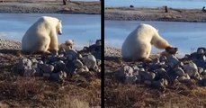 Polar Bear Gently Pets His Dog Buddy
