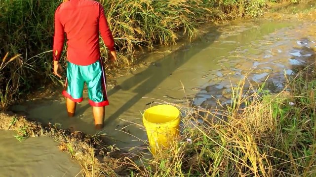 Beautiful Girl Fishing - Amazing Fishing at Battambang - Cambodia Traditional Fishing (Part 140)