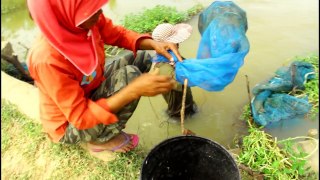 wow Amazing lovely Girl Fishing - Cambodia Traditional fishing - How to Catches Fish (Part 123)