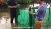 Amazing Crab Trap -  How to Catch Crabs useing the Net in cambodia