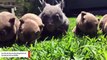 George, The Orphaned Baby Wombat, Becomes An Internet Sensation