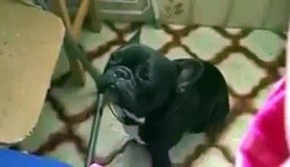 funny dog with cats voice very funny enjoy it