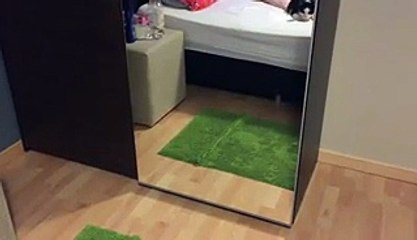 Must see with how this cat fight