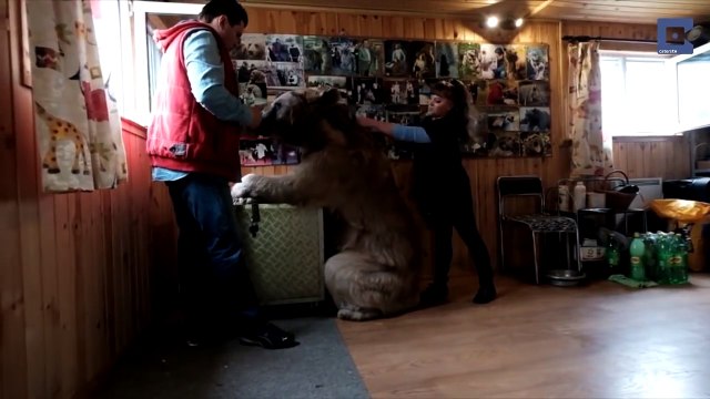 Медведь Степан и его необычная жизнь в русской семье