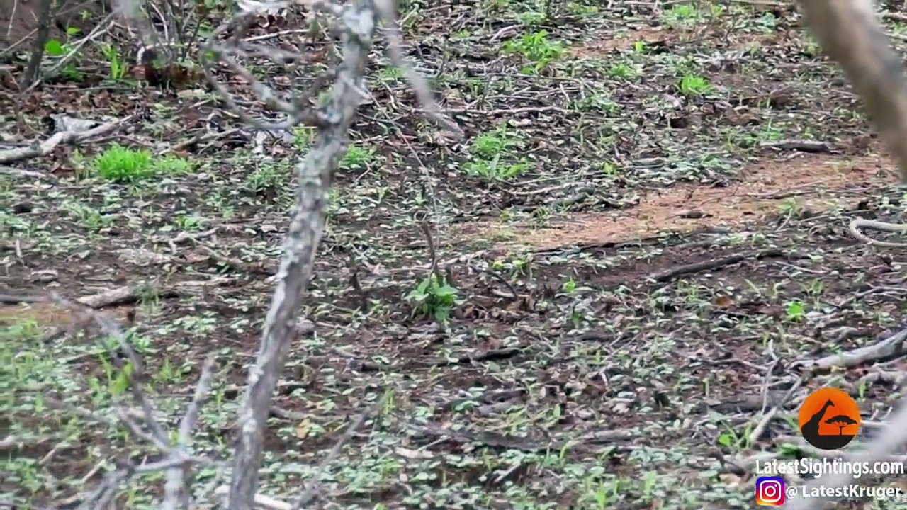 Attaqué par un oiseau ce serpent mime le mort pour survivre