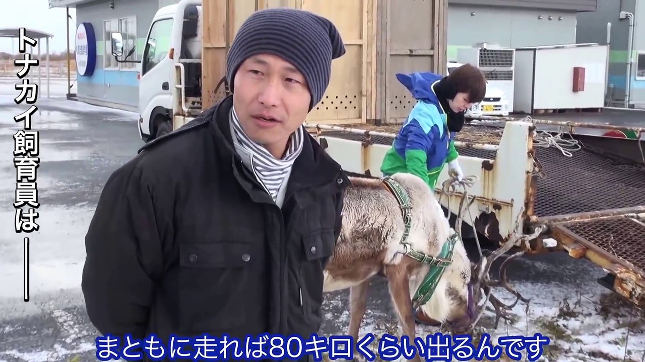 Livraison de dominos pizzas par des rennes comme le père noel !