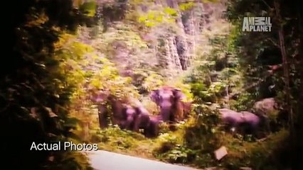 I M ALIVE  Man Survives Elephant Attack - YouTube