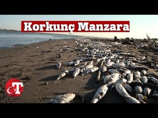 Tarsus Sahillerinde Binlerce Balık Öldü