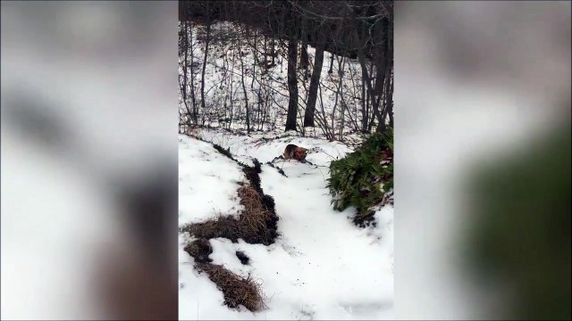 Le premier chien champion de luge, sans luge!!