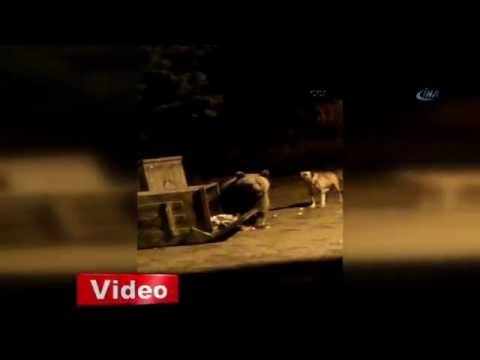 Uudağ'da köpekler ayıyı böyle kovaladı