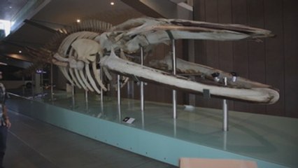 Un fósil de una ballena prehistórica da claves sobre su evolución